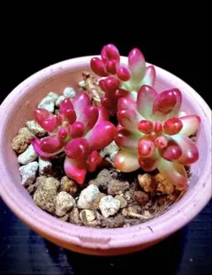 つぶつぶ多肉 セダム クラウゼン 錦 韓国苗 多肉 多肉植物 観葉植物のサムネイル