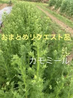 Itani Masamichi様 リクエスト 2点 まとめ商品