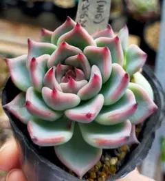 ミックスベリア スノーミルフィーユ 2苗 おらいさん苗 多肉植物 - メルカリ