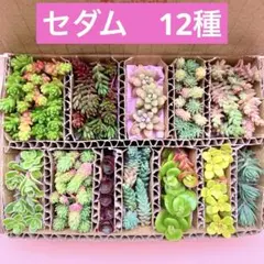 多肉植物　セダム　カット苗　12種　箱いっぱい　詰め合せ　寄せ植えセット