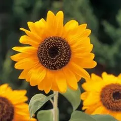 【花の種】５ｇ（５０粒以上）　大きいひまわり　大輪一重咲黄色　巨大輪イエロー