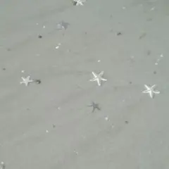 タロタロ様のポムポムプリン