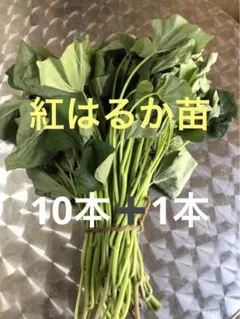 紅はるか切り苗 20本 茨城県産 PVP付き - メルカリ