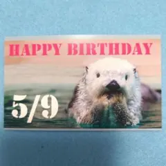 【非売品】鳥羽水族館 5月9日 メイちゃん お誕生日 カード