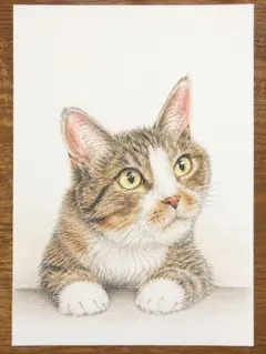 猫の色鉛筆イラスト【手書き原画】