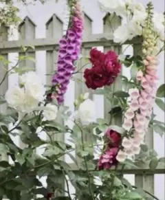 YMCA様 リクエスト 2点 まとめ商品