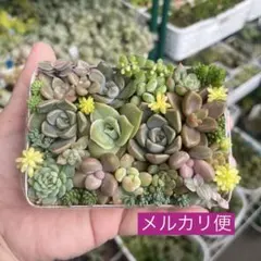 2025年最新】多肉 カット苗セットの人気アイテム - メルカリ