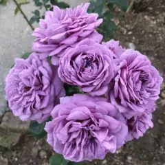 2026年最新】バラ苗 四季咲きの人気アイテム - メルカリ