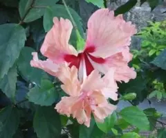 レッドマジック 挿し木用/枝（1本）ハイビスカス 紅白/南国/沖縄/花木