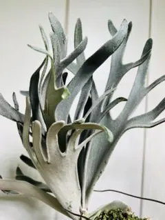 ビカクシダ　lisa リサ　スポア 2025年最新】ベイチー リサの人気アイテム - メルカリ