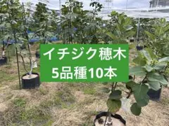 2026年最新】いちじく 穂木の人気アイテム - メルカリ