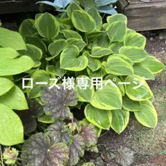 即日発送⭐︎斑入りギボウシ小型品種⭐︎抜き苗⭐︎カラーリーフ⭐︎⭐︎約5苗をネコポス発送で