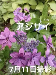 ☆ハイドランジア☆アジサイ☆☆5号鉢☆希少☆ ☆ハイドランジア☆アジサイ☆アズキダイフク☆5号鉢☆希少☆ - メルカリ