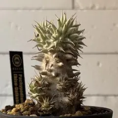 2025年最新】デンシカウレの人気アイテム - メルカリ