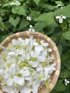 摘みたて発送⭐︎どくだみ花200個⭐︎ドクダミチンキ用 開花時期の今だけ限定⭐︎無農薬のサムネイル