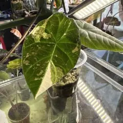 アロカシア メロ アルボ 斑入り 芋 - メルカリ