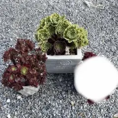 知否 チフォ 群生 多肉植物 アエオニウム 抜き苗 - メルカリ