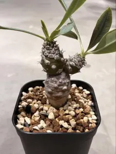 激レア/極美/大株/塊根植物】アデニア ペナンギアナ 鉢植え 大株