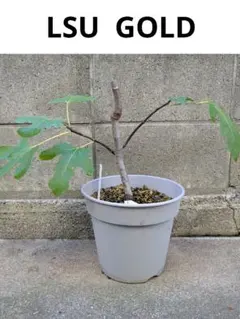 2025年最新】LSUゴールド イチジクの人気アイテム - メルカリ