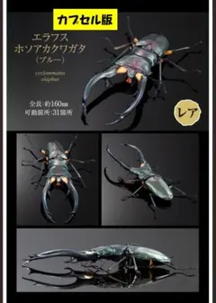 【カプセル版】　生き物大図鑑アドバンス　エラフスホソアカクワガタ（ブルー）　レア