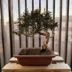 2026年最新】盆栽 真柏の人気アイテム - メルカリ