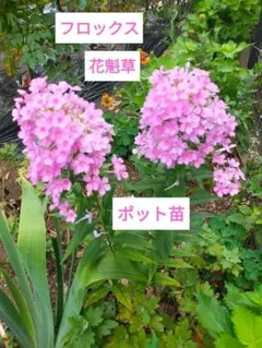 宿根 かすみ草 カスミソウ 白 ホワイト 八重咲き 小苗2苗O
