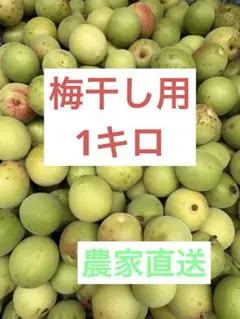無農薬梅 木熟白加賀 1キロ 無選別 - メルカリ