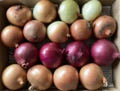 北海道玉ねぎ(箱込み1.46キロ・コンパクト専用➕写真その物)