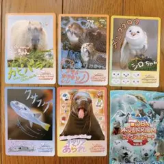 鳥羽水族館 コレクションカードVOL.2 ラッコ キラ メイ ノーマル
