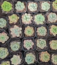 Top【選抜株】多肉植物 362454スカーレット リリー104個 鉢無し/脱土