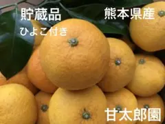 甘夏みかん　小玉くん　貯蔵品　熊本県産のサムネイル
