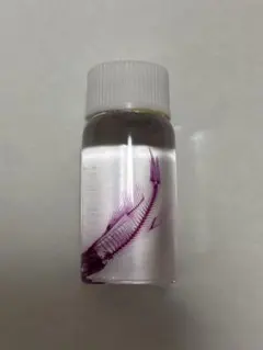 透明標本 ボトル入り