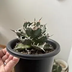 2025年最新】夕映厳竜の人気アイテム - メルカリ