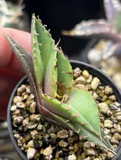 2025年最新】オアハカ 子株の人気アイテム - メルカリ