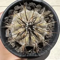 コピアポア 黒王丸 Copiapoa cinerea コレクション 現地球 - メルカリ