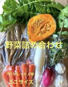 明日発送　野菜セット　野菜詰め合わせセット　ゆうパック発送