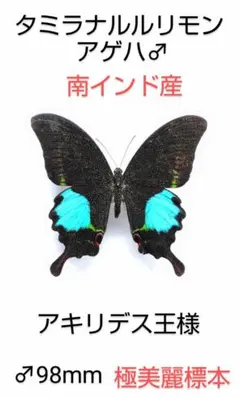 2026年最新】ルリモンアゲハの人気アイテム - メルカリ