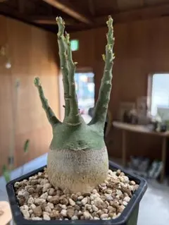 アラスカヒノキ グラウカ ペンデュラ - メルカリ