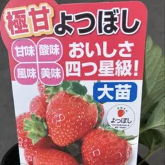 1ポット よつぼし いちご 苗
