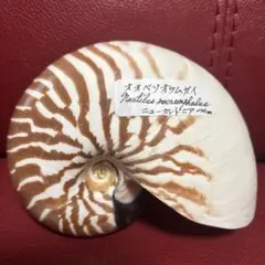 2025年最新】オオベソオウムガイの人気アイテム - メルカリ