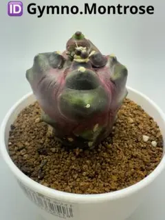 ASギムノカリキウム　ミハノビッチID：Gymno.montrose サボテン ASギムノカリキウム ミハノビッチ ID：Gymno.Montroseサボテン - メルカリ