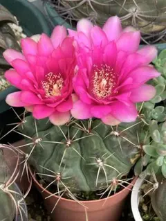 多肉植物　花サボテン　金紐シリーズ 二色 (カキコ) 多肉植物 花サボテン 金紐シリーズ 二色 (カキコ.根がない) - メルカリ