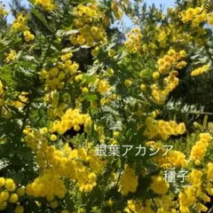 2026年最新】acaciaの人気アイテム - メルカリ