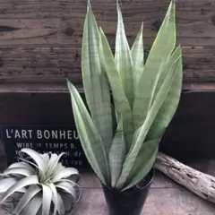 2025年最新】サンスベリア ムーンシャインの人気アイテム - メルカリ