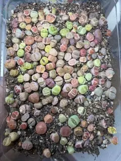 リトープス 実生苗 ミックス 約 180～株左右　カラフル 多肉植物 土付き