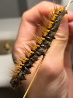 長細1】ブラッドレッドヒヨケムシ Dinorhaxウデムシ 奇蟲標本 虫