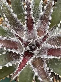 野生原種 ディッキア Dyckia hebdingii white form - メルカリ