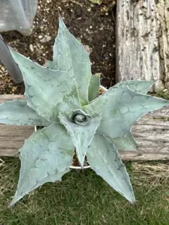 2025年最新】オバティフォリア オルカの人気アイテム - メルカリ