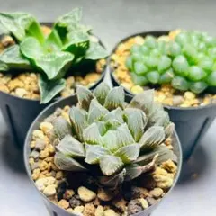 ハオルチア　小苗セット 十二の巻② 抜き苗セット ハオルチア 多肉植物 - メルカリ