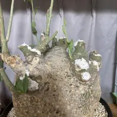 希少植物 玉クバ トックリビロウ 入手困難※ - メルカリ